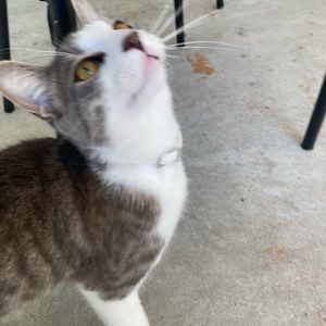 Meet your Posher, Daphne